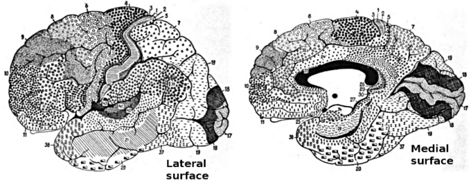 This drawing shows the Brodmann areas of the brain. These regions of the human cerebral cortex were delineated by Korvinian Brodmann on the basis of cytoarchitecture.