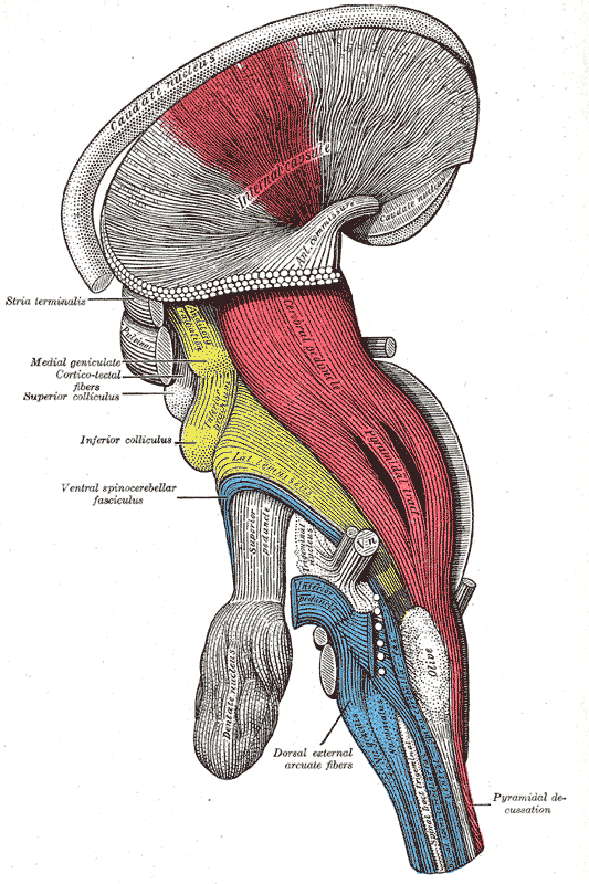 This an anatomical drawing of a brainstem. The pyramidal tract is visible, and the pyramidal decussation is labeled at lower right.
