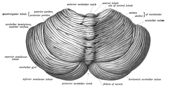 This is a drawing of the cerebellum, viewed from above and behind. The surface of the cerebellum is covered with finely spaced parallel grooves.