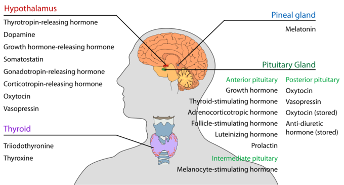 This is a drawing of the head and neck that shows the locations of the endocrine systems. The endocrine systems found in the head and neck include the hypothalamus, pineal, pituitary and thyroid glands.