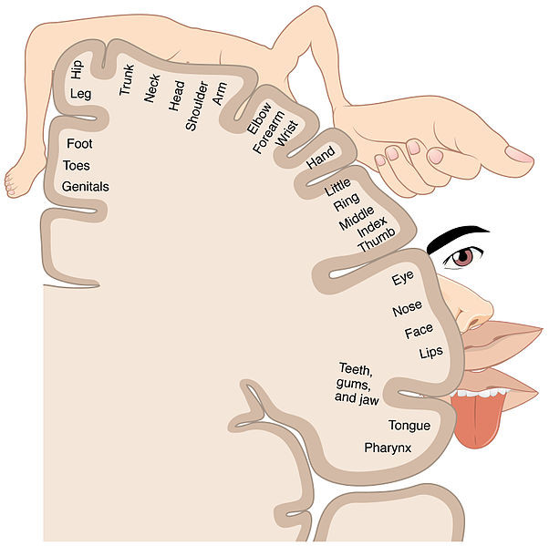 This depiction of the sensory homunculus illustrates the cortical areas that are mapped to the genitals, foot, toes, hip, leg, trunk, neck, head, shoulder, arm, elbow, forearm, wrist, hand, fingers, eye, nose, face, lips, teeth, gums, jaw, tongue, and pharynx.