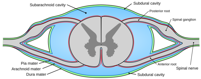 This cross-section of the spinal cord indicates the subarachnoid cavity, subdural cavity, posterior root, spinal ganglion, anterior root, spinal nerve, dura mater, arachnoid mater, and pia mater.
