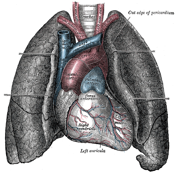 This image depicts the human heart and lungs with parts labeled.
