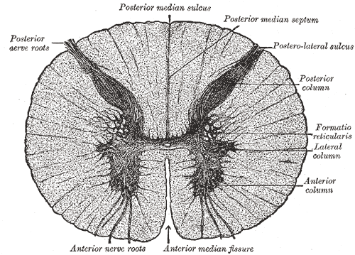 This cross-section of the spinal cord delineates the grey commissure, posterior and anterior nerve roots, posterior median sulcus, posterior median septum, postero-lateral sulcus, posterior column, anterior column, formatio reticularus, and anterior median fissure.