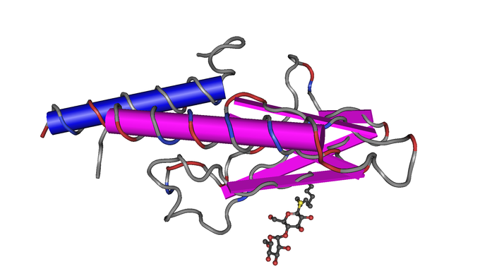This is a color illustration of the glucagon receptor structure. Glucagon is a pancreatic peptide hormone that, as a counter-regulatory hormone for insulin, stimulates glucose release by the liver and maintains glucose homeostasis.