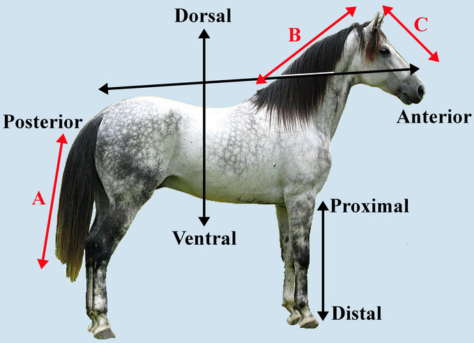 In this image, a horse is labeled with directional terms including anterior, posterior, distal, ventral, dorsal, and proximal. In addition, three red arrows indicate potential axes: one the length of the horse's tail, one the length of the neck, and one the length of the head.