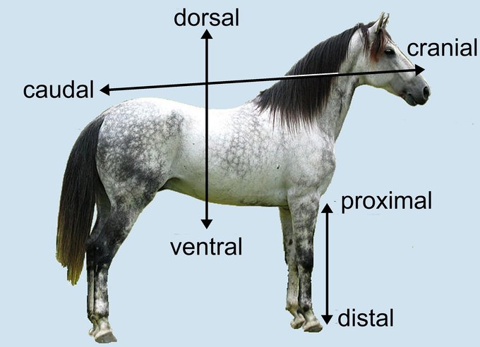 This image uses a drawing of a horse to demonstrate the terms cranial, caudal, proximal, distal, dorsal, and ventral.