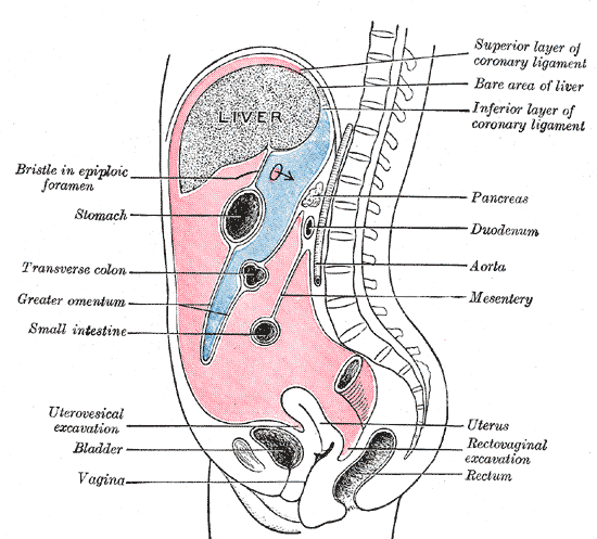 This is a midsagittal, cross-section, drawing of the substructures of the peritoneum. In particular, it shows the epiploic foramen, the greater sac or general cavity (red), and the lesser sac or omental bursa (blue).