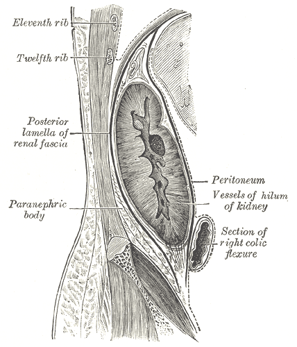 This is an anatomical drawing, a sagittal section seen through the posterior abdominal wall. It shows how the kidney resides outside the peritoneum.
