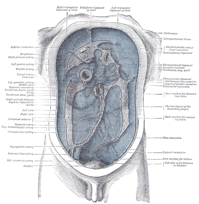 This is an anatomical, schematic drawing that shows the peritoneum and the organs and systems surrounded within itself.
