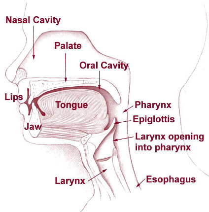 This is a drawing of an overview of the head and neck. The human pharynx is seen situated immediately below the mouth and nasal cavity, and above the esophagus and larynx.