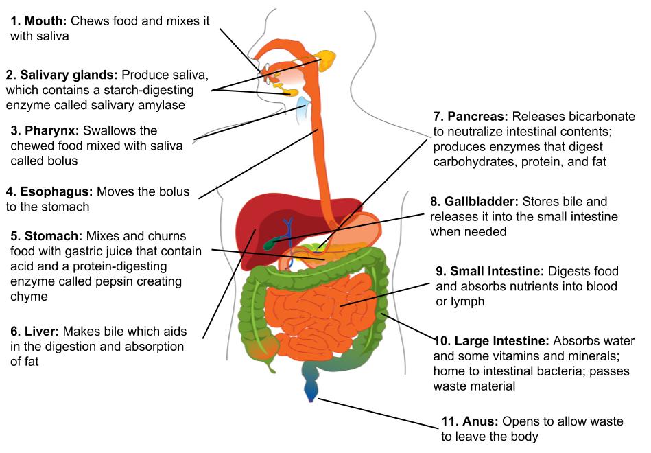 Illustration showing the digestive system of a human figure, with text labels