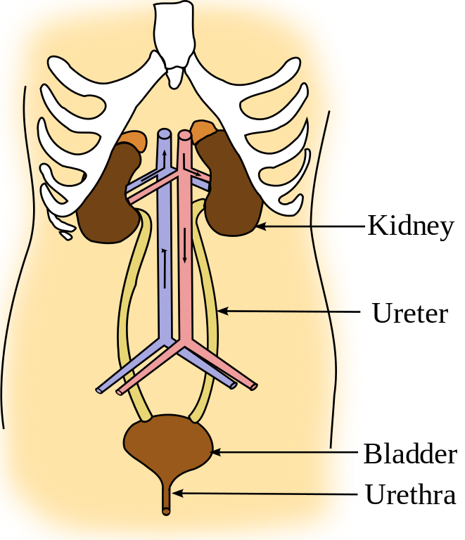 Illustration of The Urinary System, with text labels
