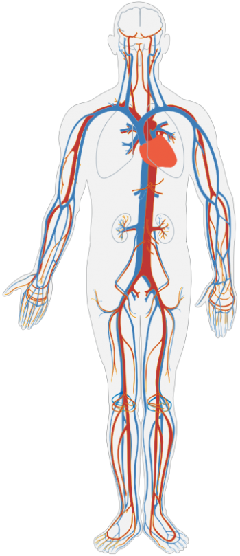 2.4: The Cardiovascular System - Medicine LibreTexts
