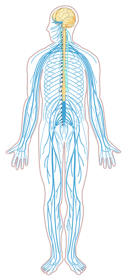 2.5: Central Nervous System - Medicine LibreTexts