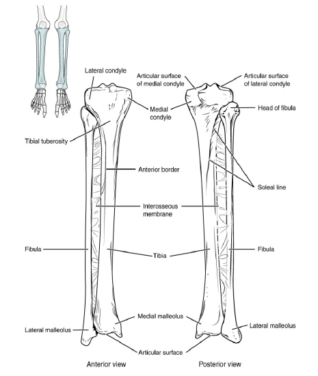 2.6: Lab Exercise 7- The Skeletal System—Bones and Bone Markings ...