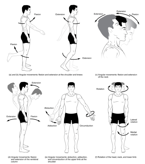 Illustration about Back projection of the human body. Showing muscle groups  that work during exercise. Exercising for…