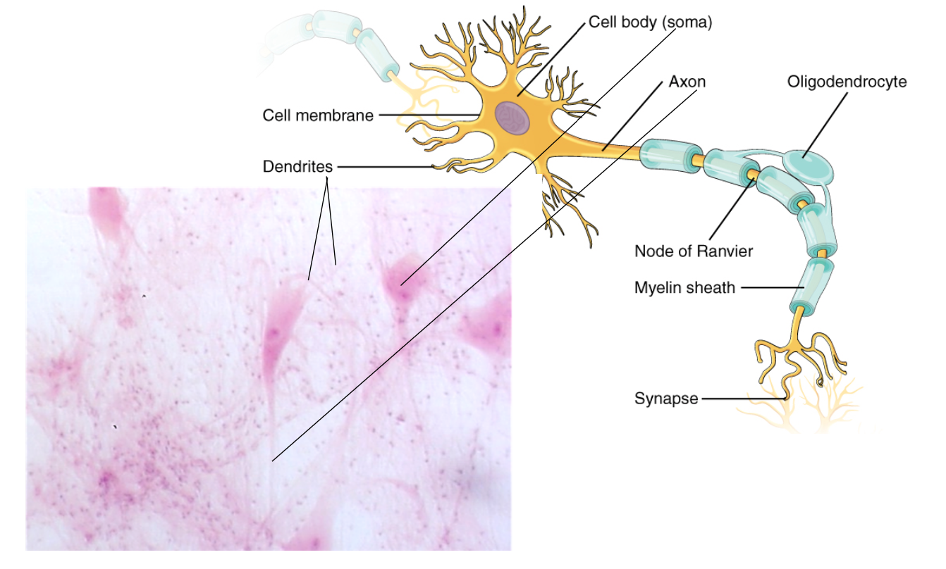 Nervous Tissue Neurons Are Surrounded By Neuroglia Such As Schwann