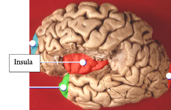 2.11: Lab Exercise 13- The Brain - Medicine LibreTexts