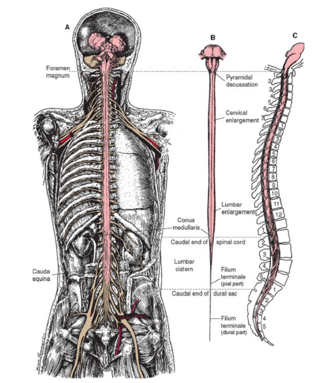 Conus Medullaris Conus Medullaris Cauda Equina Cervical Enlargement And Lumbar Enlargement