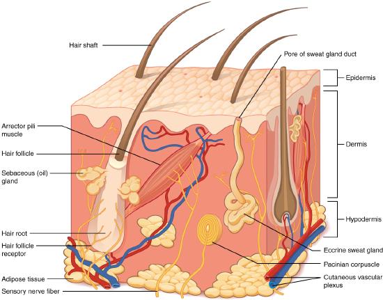 cross section drawing of skin showing accessory structures