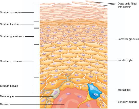 drawing of the five layers of the epidermis