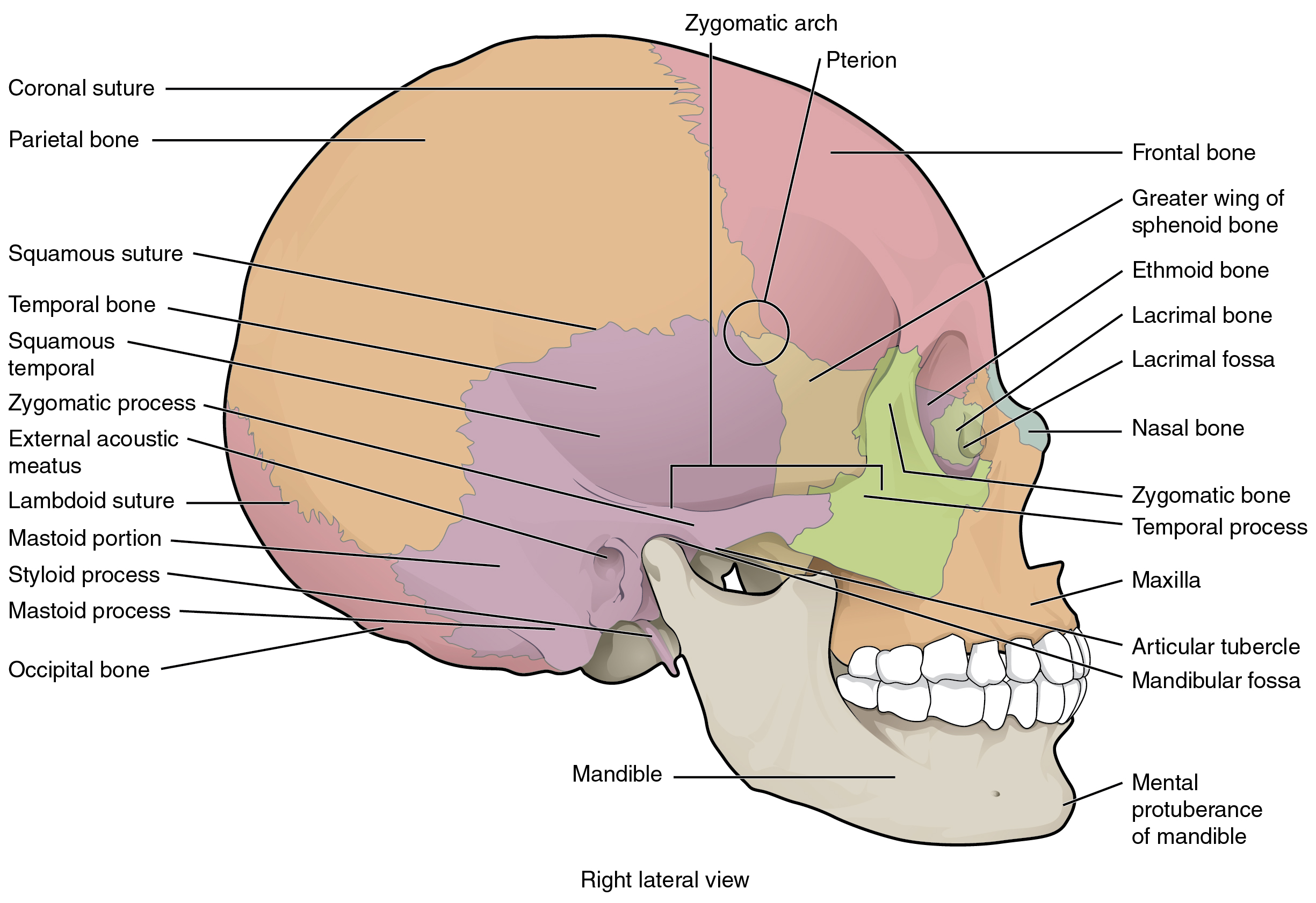 705_Lateral_View_of_Skull-01-1.jpg