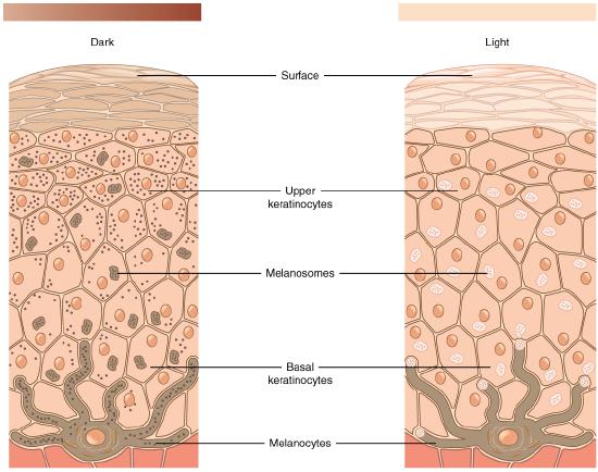 Drawing of the layers of skin showing melanocytes releasing melanosomes