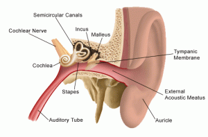 Anatomy of the ear showing the outer ear, tubing that leads to the ear drum and cochlea, and the auditory tube. Cochlear nerves translate the vibrations of the ear, caused by sound waves, into the noises humans experience.