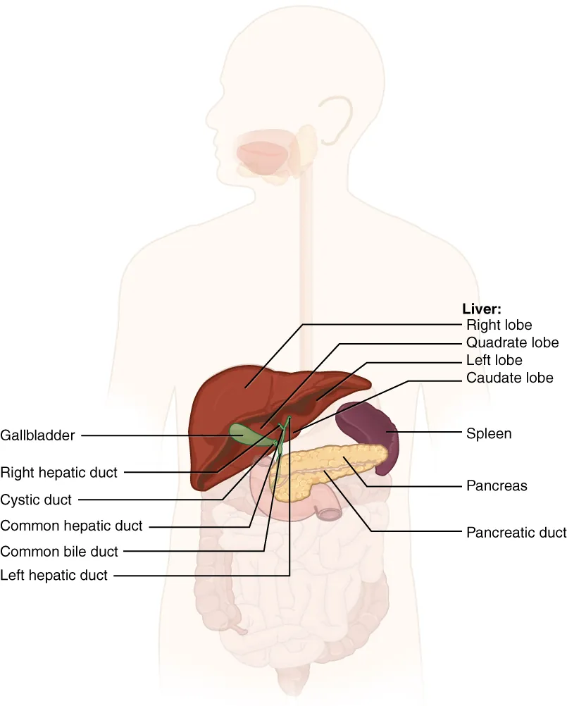 Liver sections labeled.