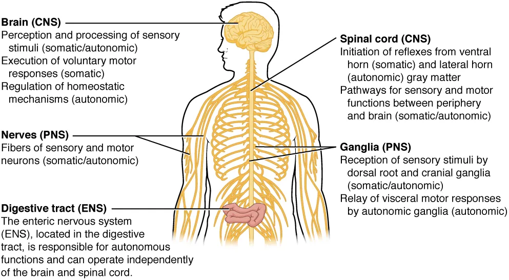 Brain, nerves, digestive tract, spinal cord, and galglia all play a role in digestive processes.