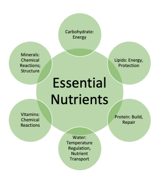 Infographic of the six essential nutrients: