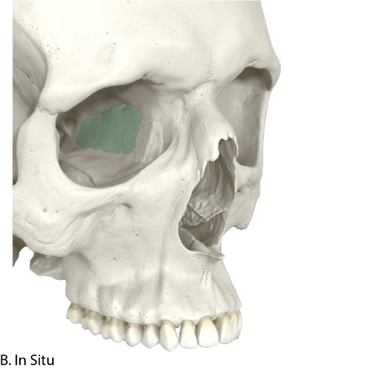 Ethmoid Bone In Situ