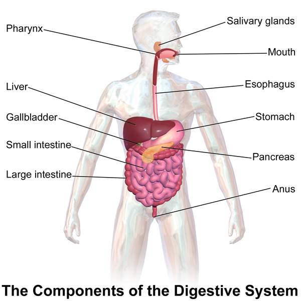 This diagram shows the digestive system of a human being, with the major organs labeled. Labels read (clockwise, from top): salivary glands, mouth, esophagus, stomach, pancreas, anus, large intestine, small intestine, gallbladder, liver, pharynx.