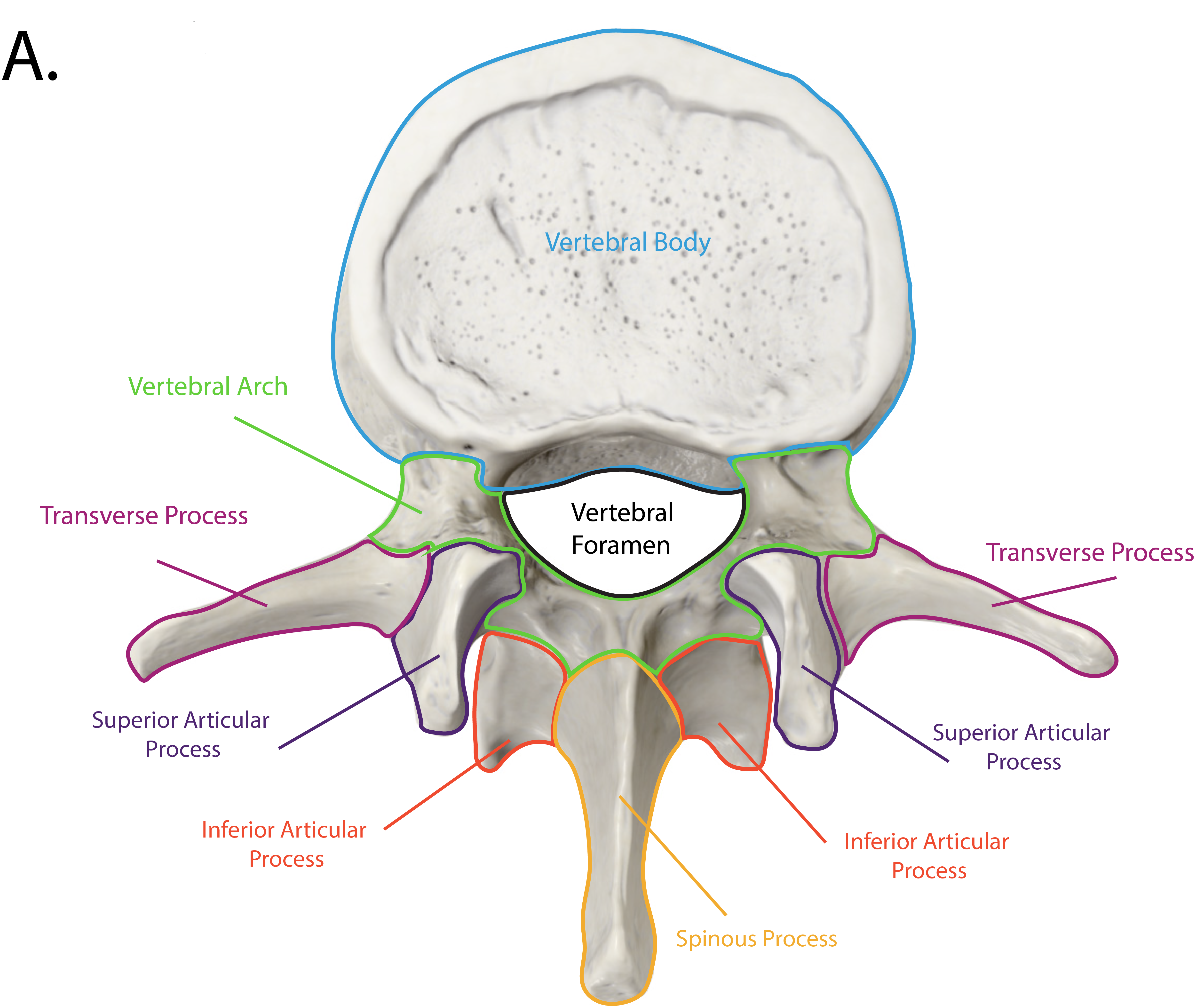 Transverse Process Lumbar