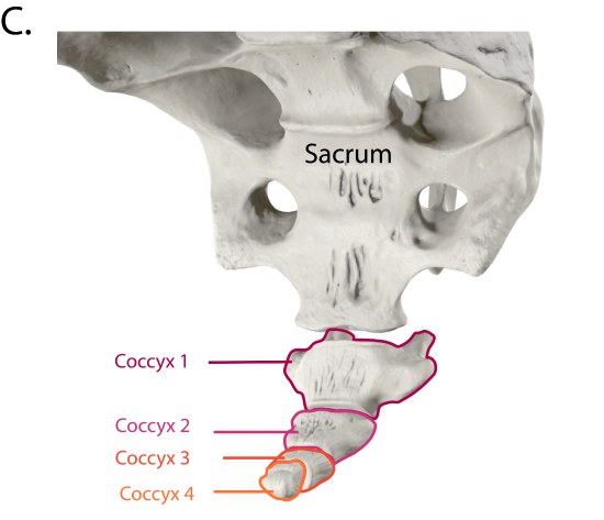 Sacram and Coccyx Anterior View
