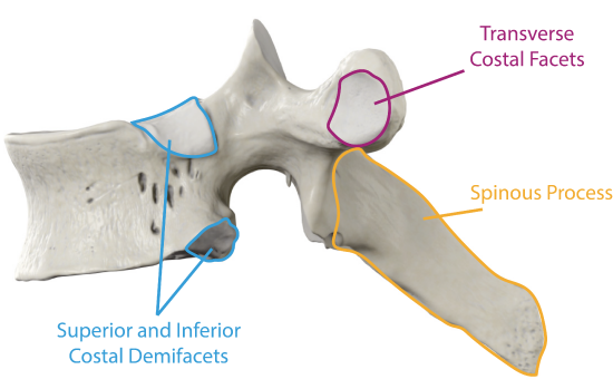 Vertebra Thoracic Features Lateral View