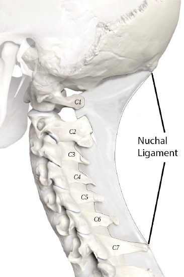 Vertebral Column Cervical Region with Nuchal Ligament