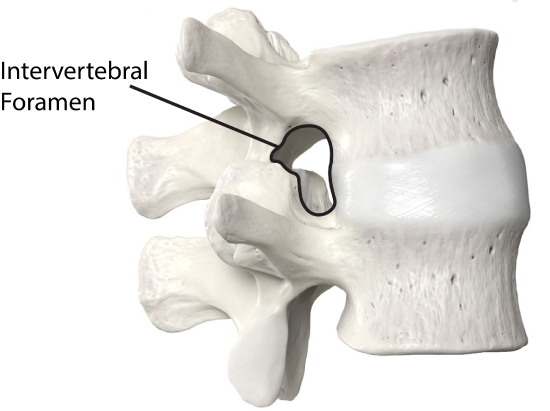Intervertebral Foramen Lateral View