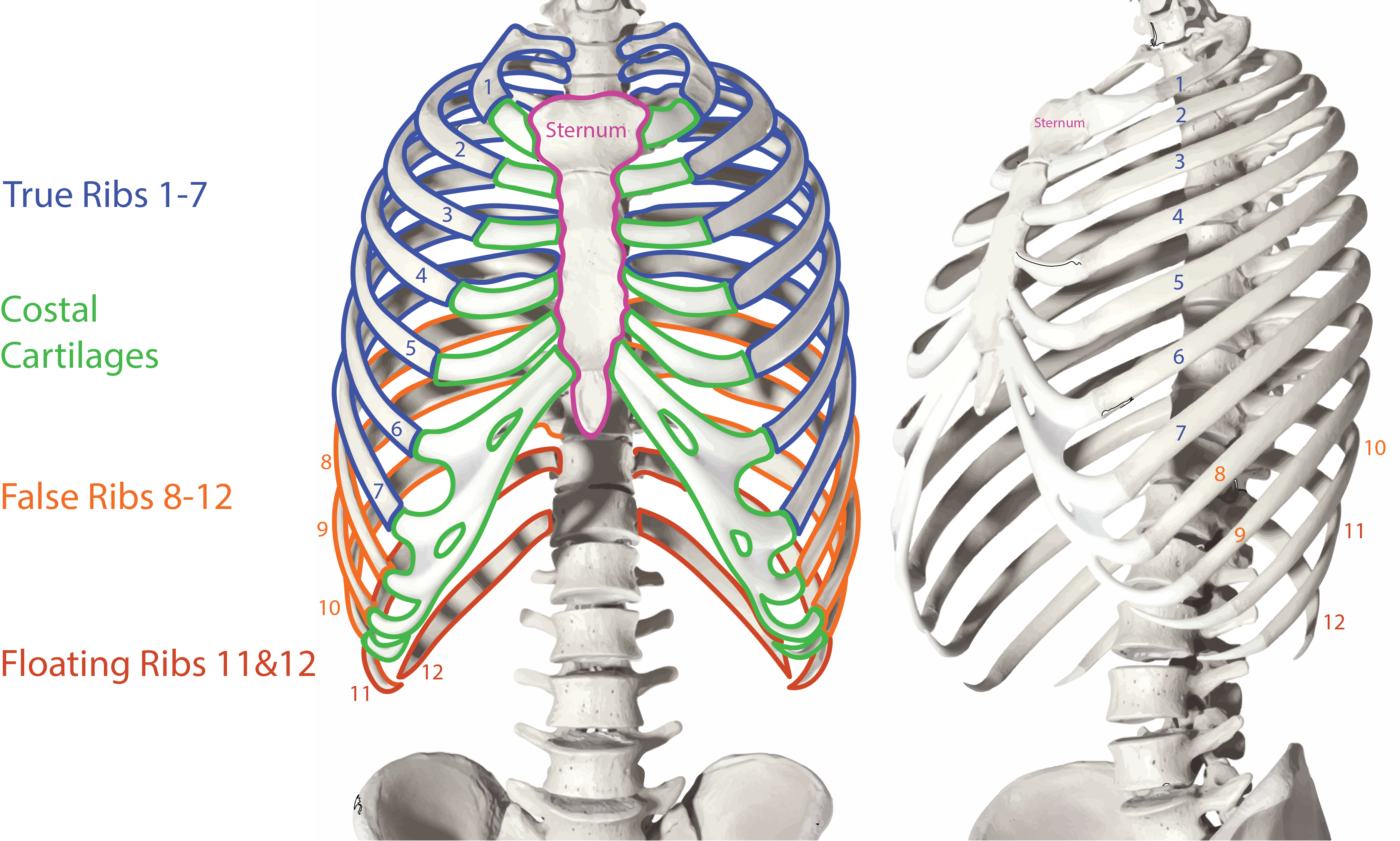 Thoracic Cage.png