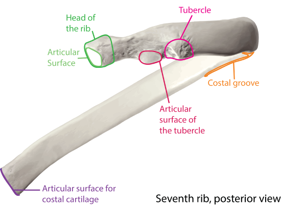 Rib Features Posterior View.png