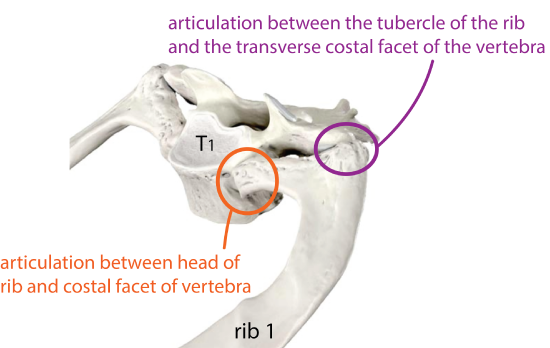 Vertebrocostal Joints of Rib 1.png