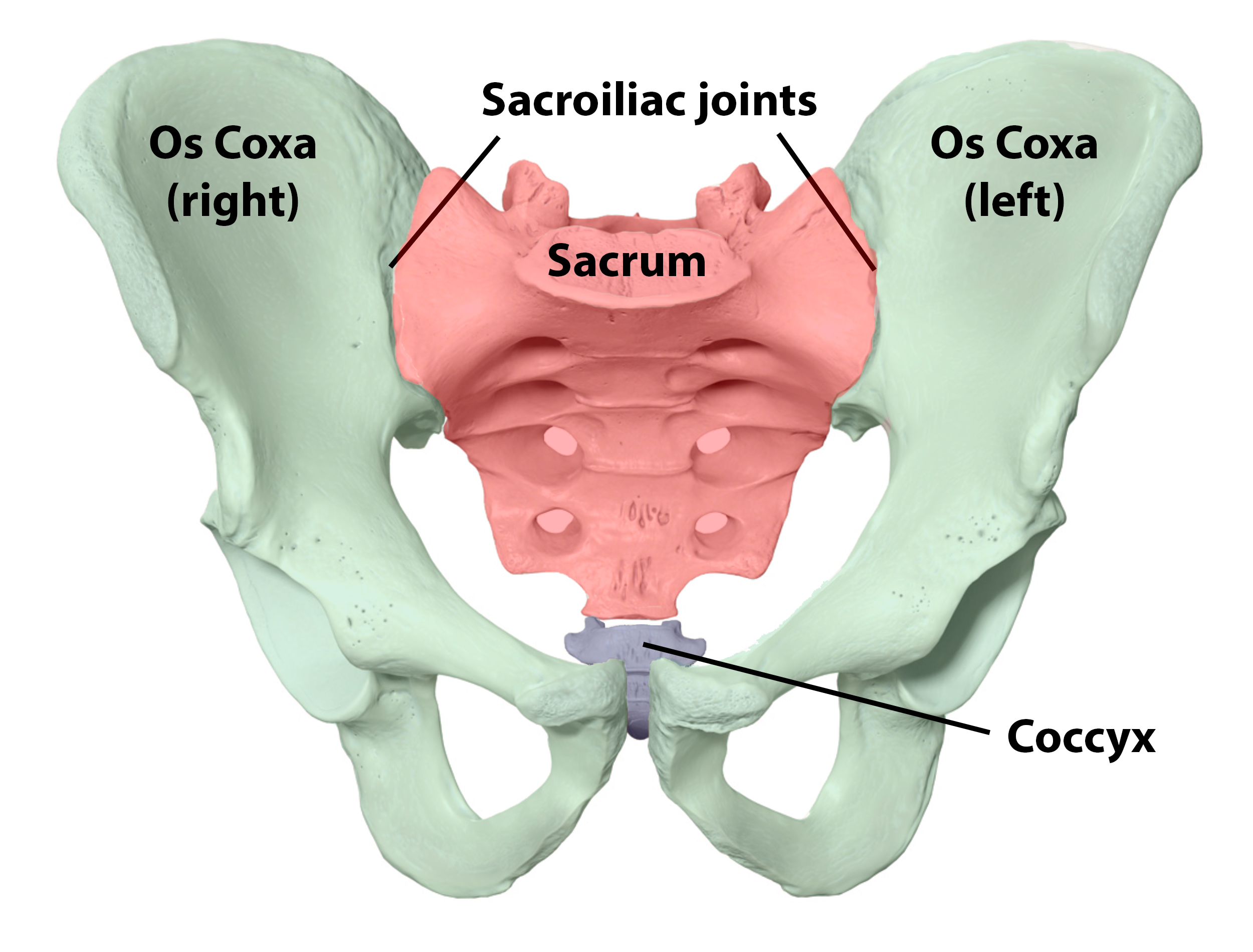 Hip Bones Anatomy (Os Coxae, Pelvic Girdle): Ilium, Ischium, and Pubis
