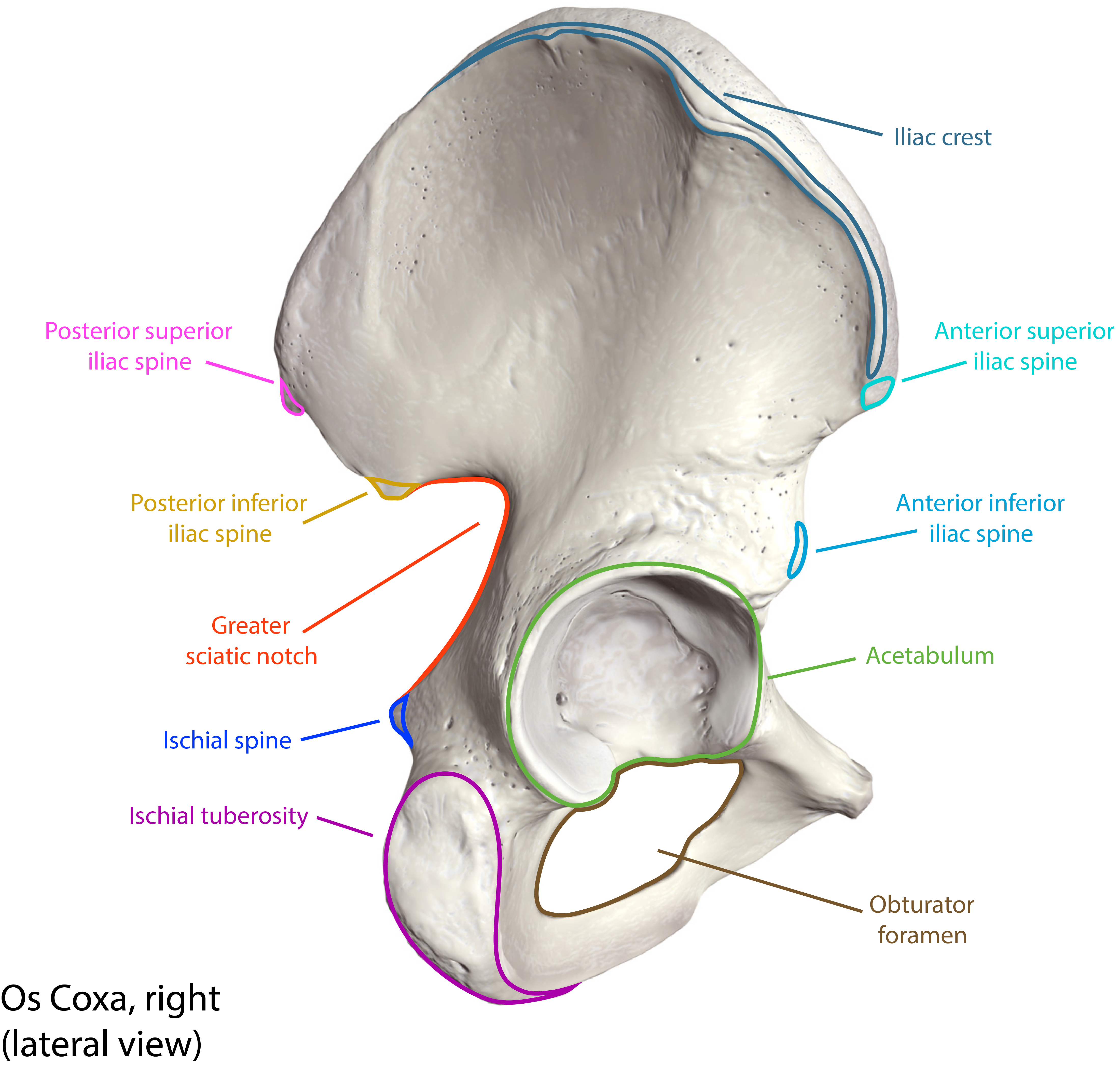 8.3 The Pelvic Girdle and Pelvis - 8: The Pelvic Girdle and Pelvis Define  the pelvic girdle and - Studocu
