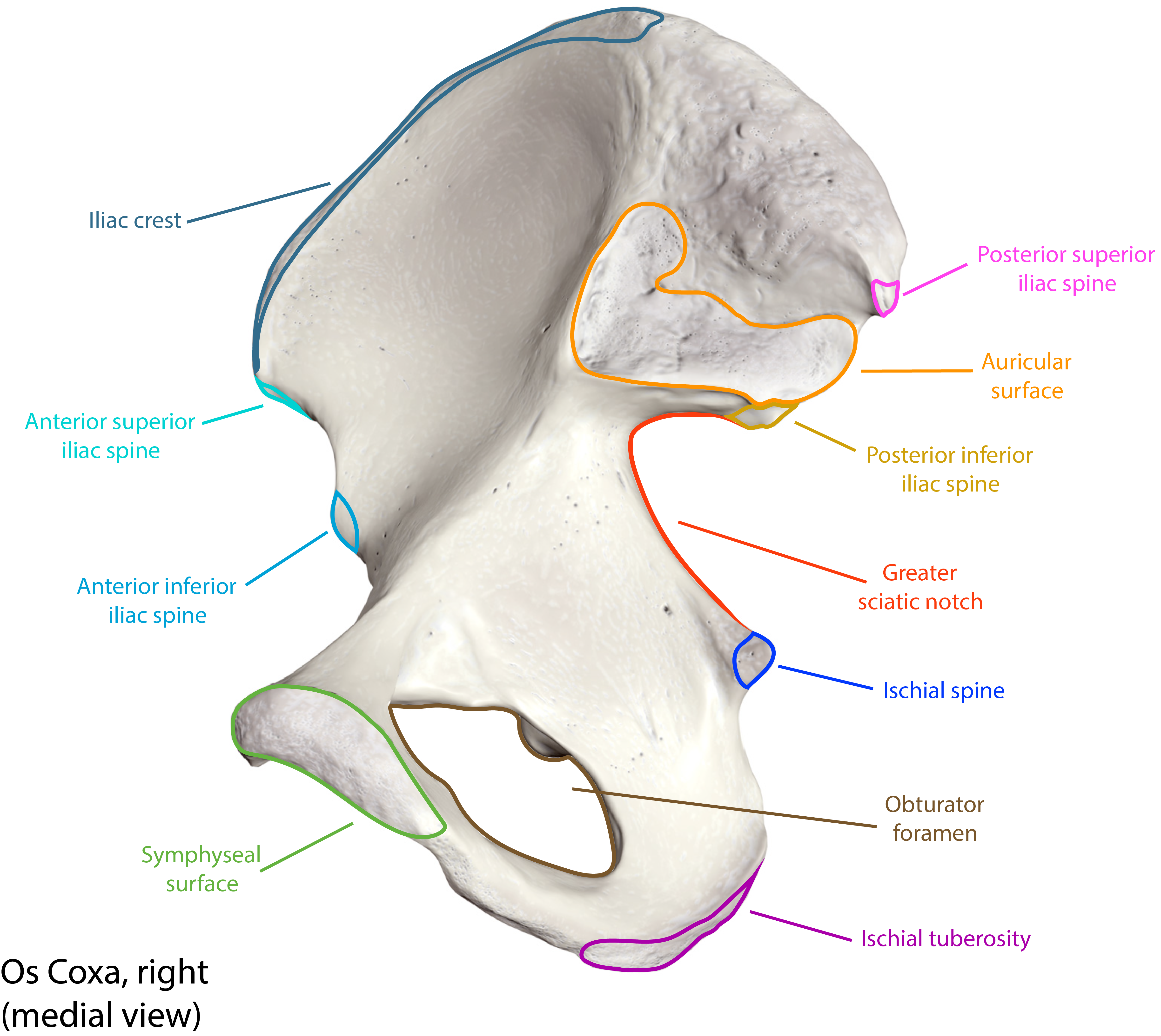 Os Coxa Bone Landmarks Medial View