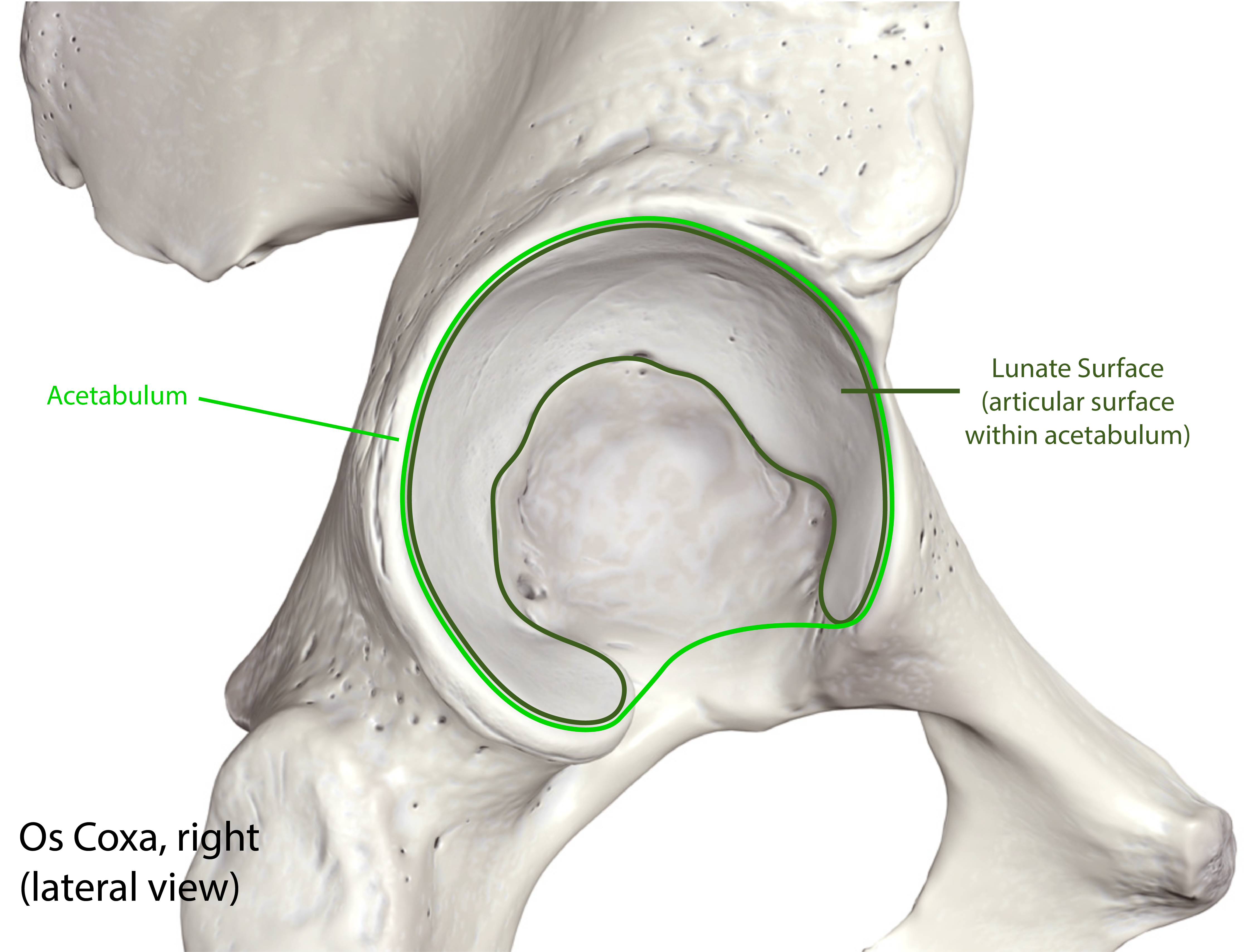 Os Coxa Bone Landmarks Acetabulum Detail