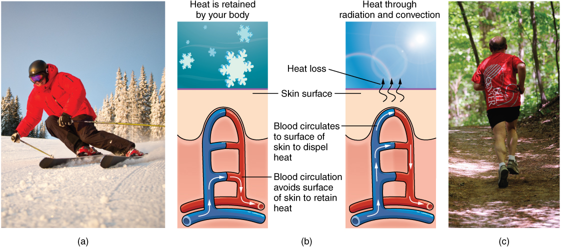 The process of thermoregulation showing man snow skiing, and man running