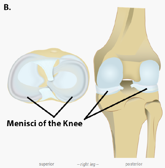 Menisci of the Knee.png