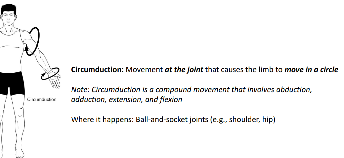 Movement Summary - Circumduction.PNG