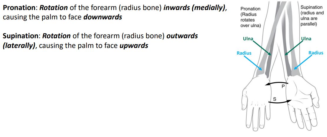 Movement Summary - Radioulnar Joints.PNG